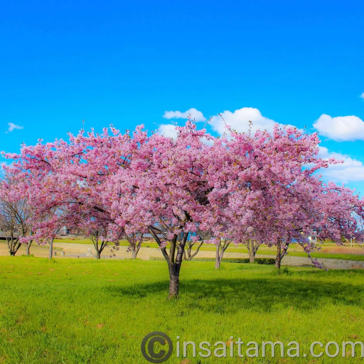 🌸 이누마카타 공원 (이누마카타 코엔) 이미지 6